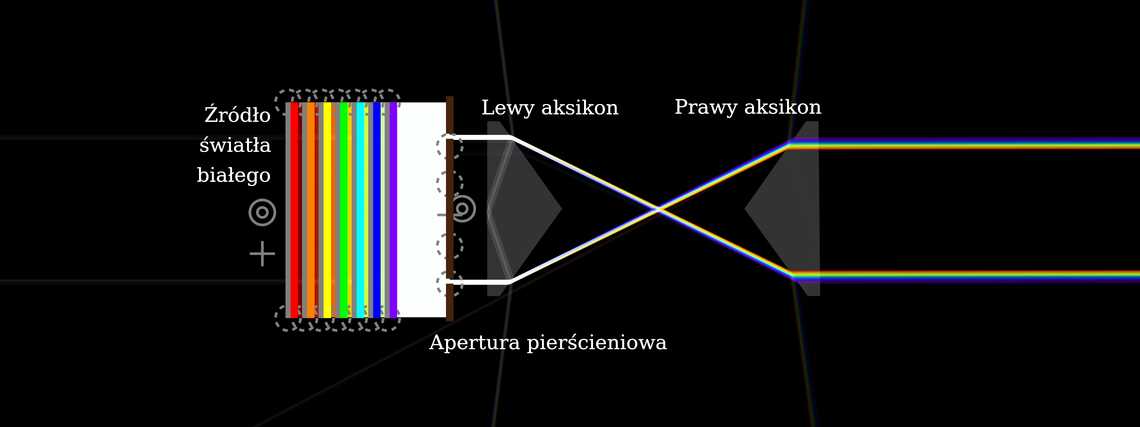 Para aksikonów tworzących tęczowy pierścień